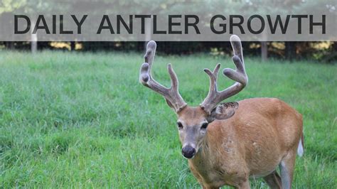 The Magic Behind Antler King Lick: How it Works to Improve Deer Hunting